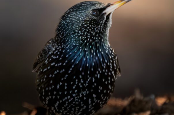 Sığırcık (Sturnus vulgaris)