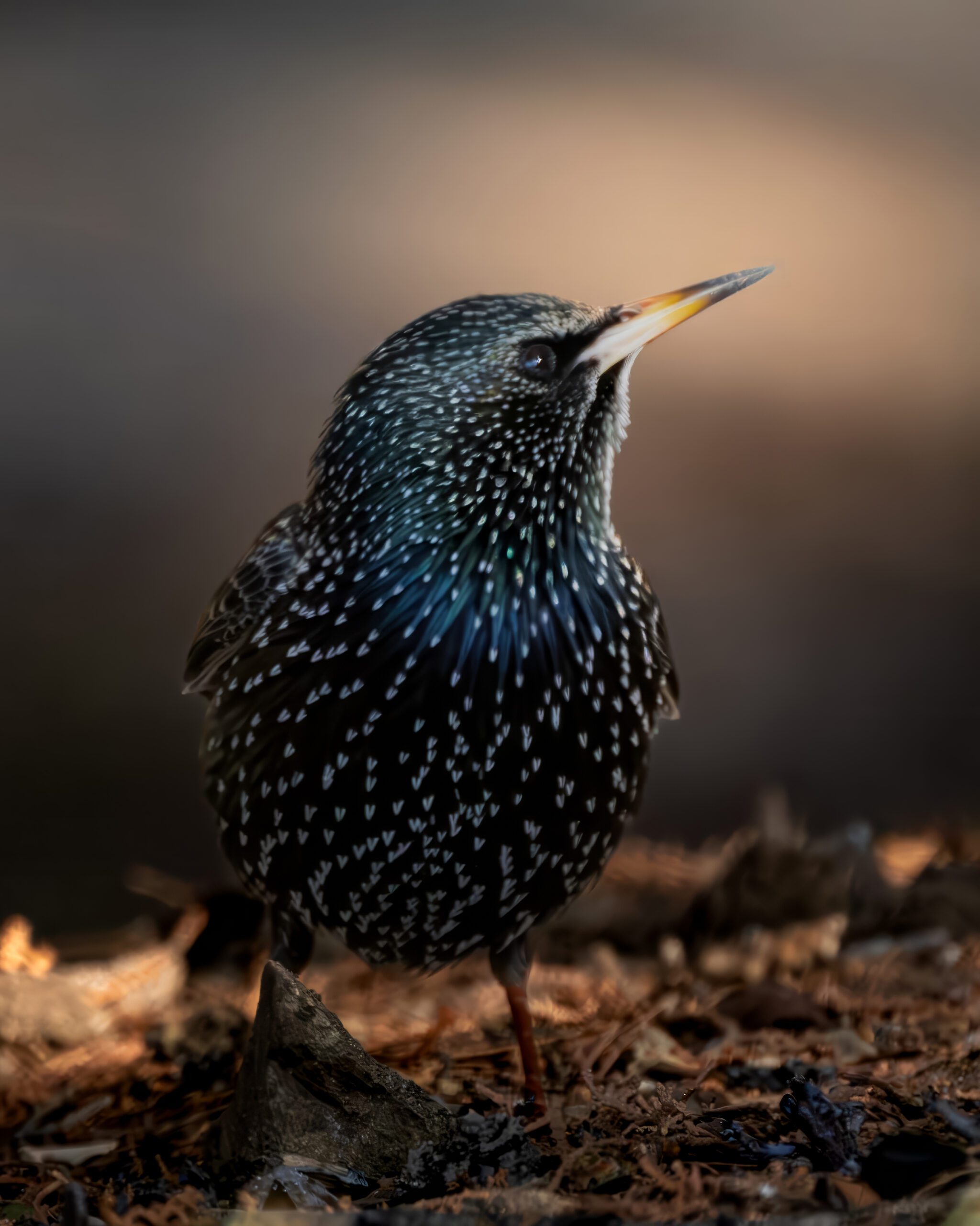 Sığırcık (Sturnus vulgaris)