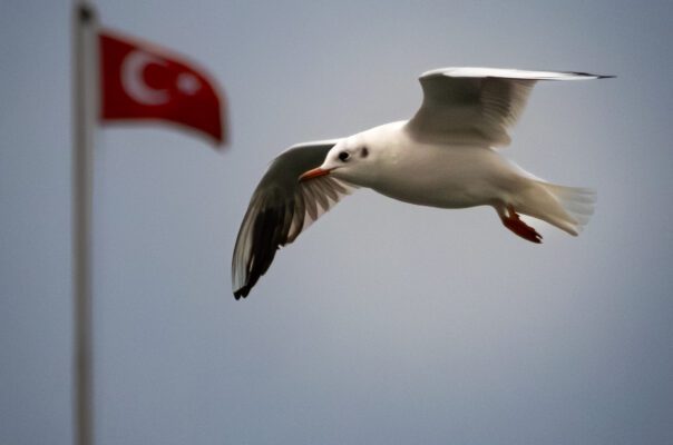 Martı
