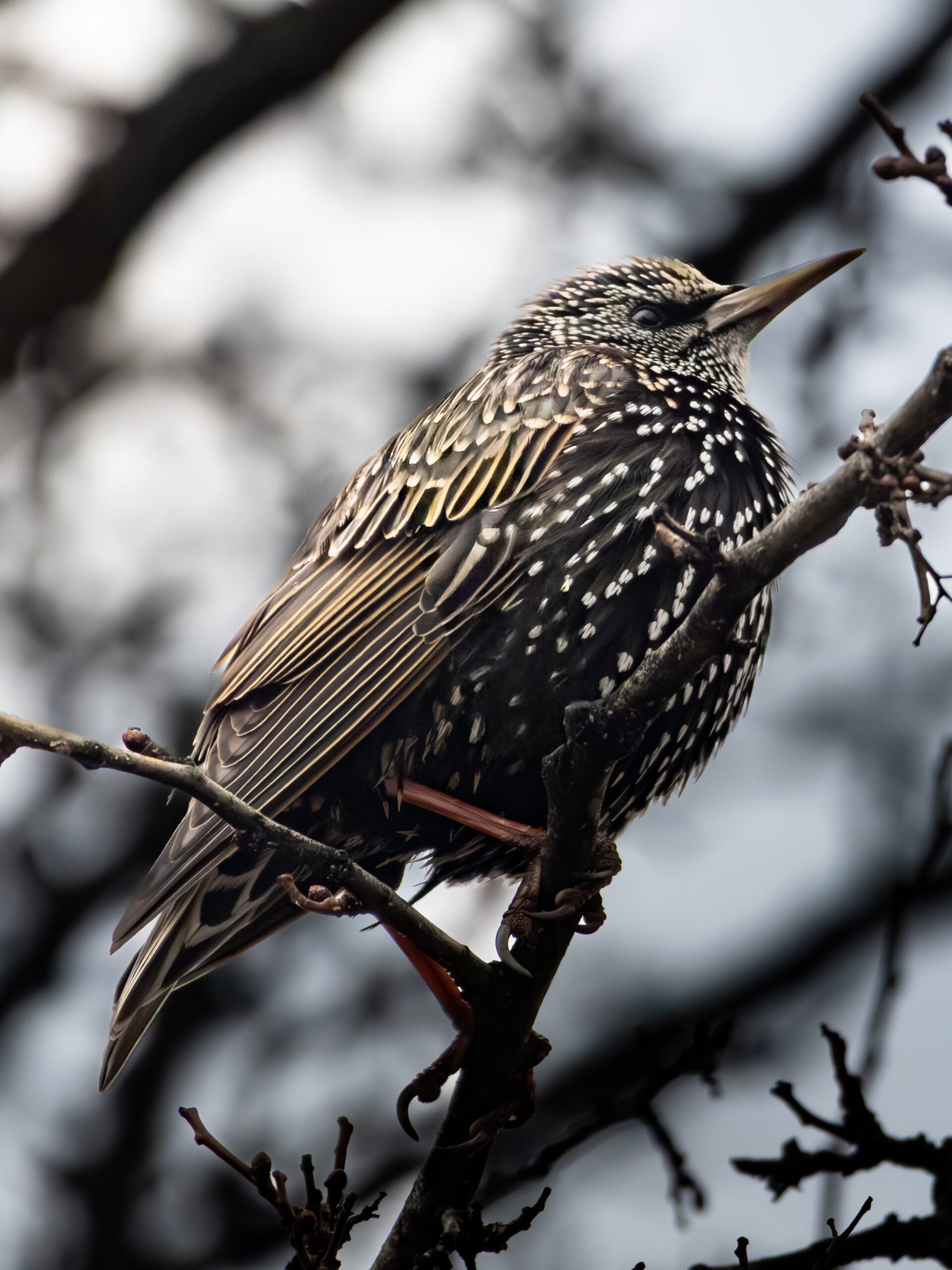Sığırcık (Sturnus vulgaris)