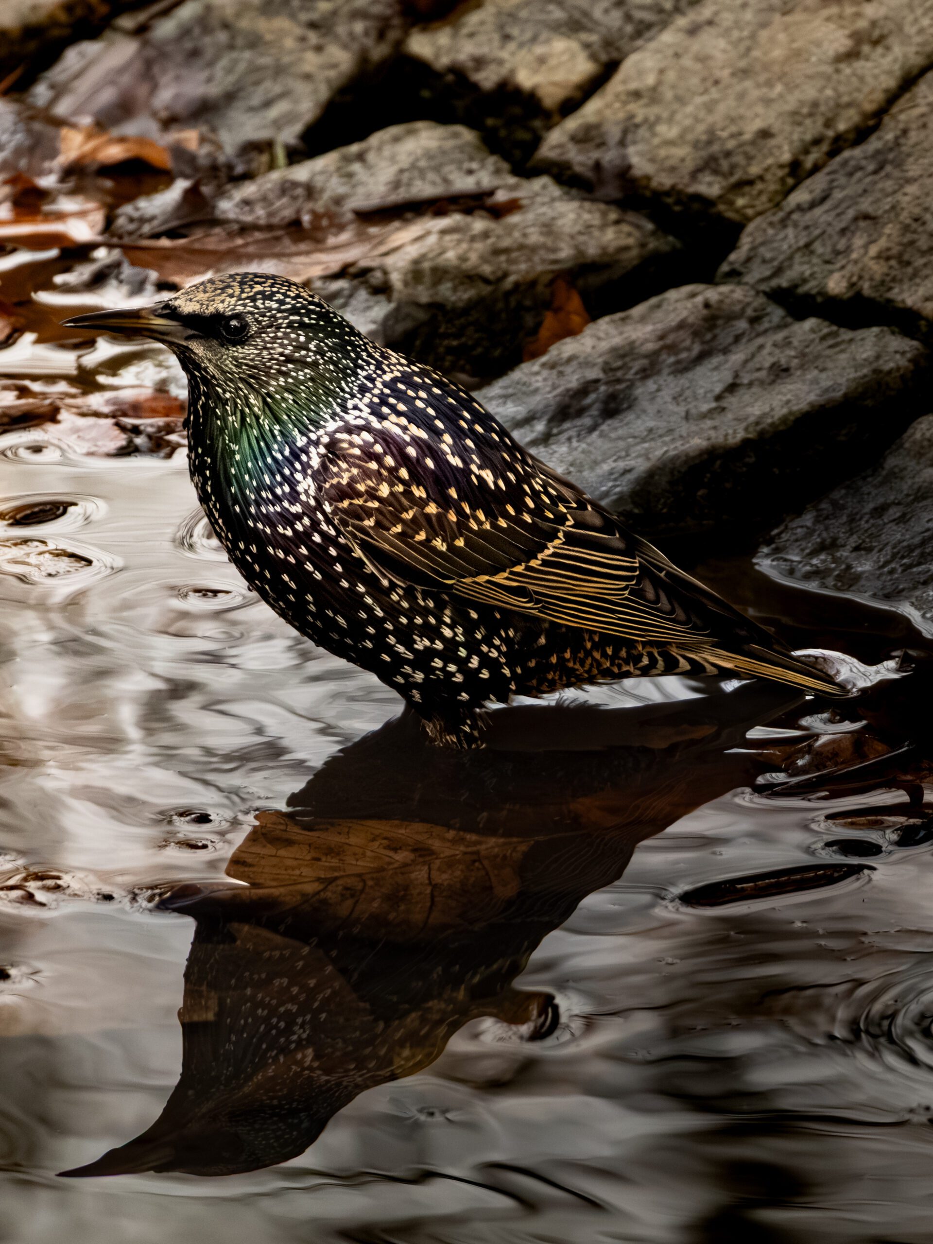 Sığırcık (Sturnus vulgaris)